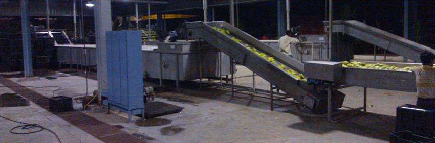 Automatic Mango Steam Blancher