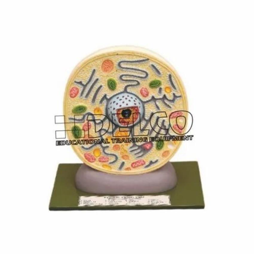 Typical Plant Cell Model