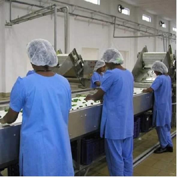 Vegetable Sorting Equipment