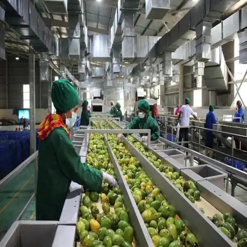 Automatic Mango Processing Equipment