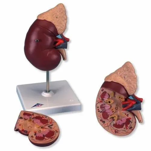 Biology Human Kidney Model