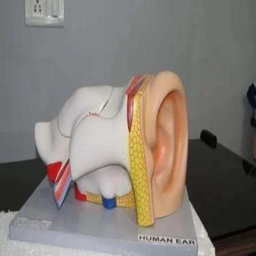 Dissectible Human Ear Model