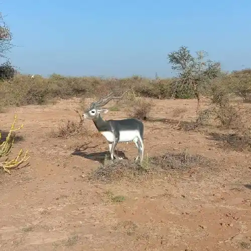 Fiber Blackbuck Sculpture