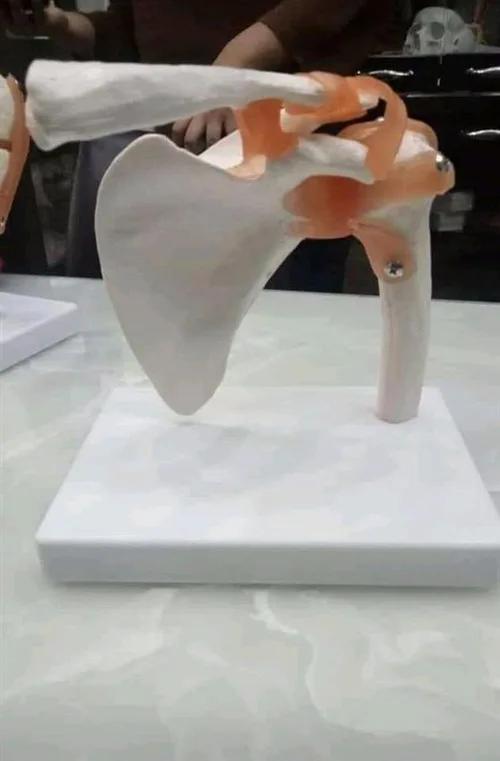 Full Size Silver Shoulder Joint Model