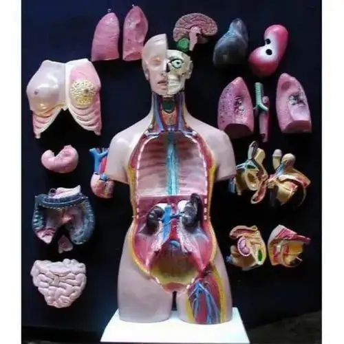 Human Torso Model With Parts
