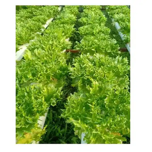 Hydroponics Growing Equipment 3