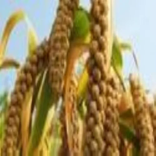 Pearl Millet
