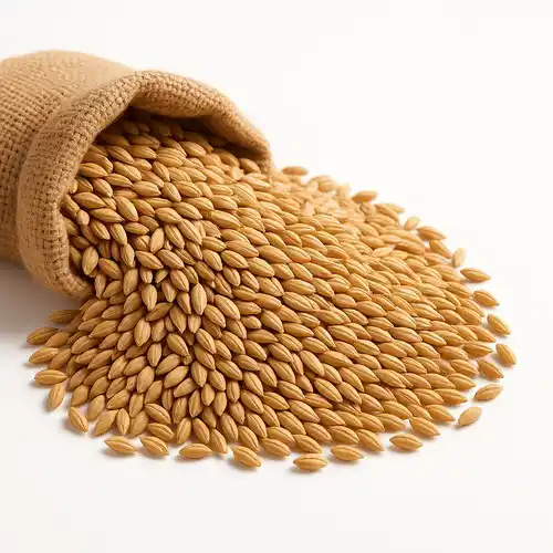 Premium Barley Grain