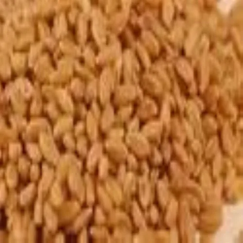 Premium Wheat Grains
