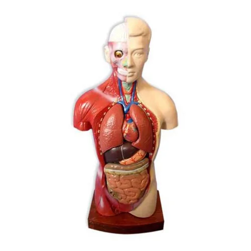 Removable Parts Full Size Human Torso Model