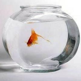 Glass Pot - White, 2 Inch